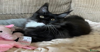 Maine Coon cats - Advert 11