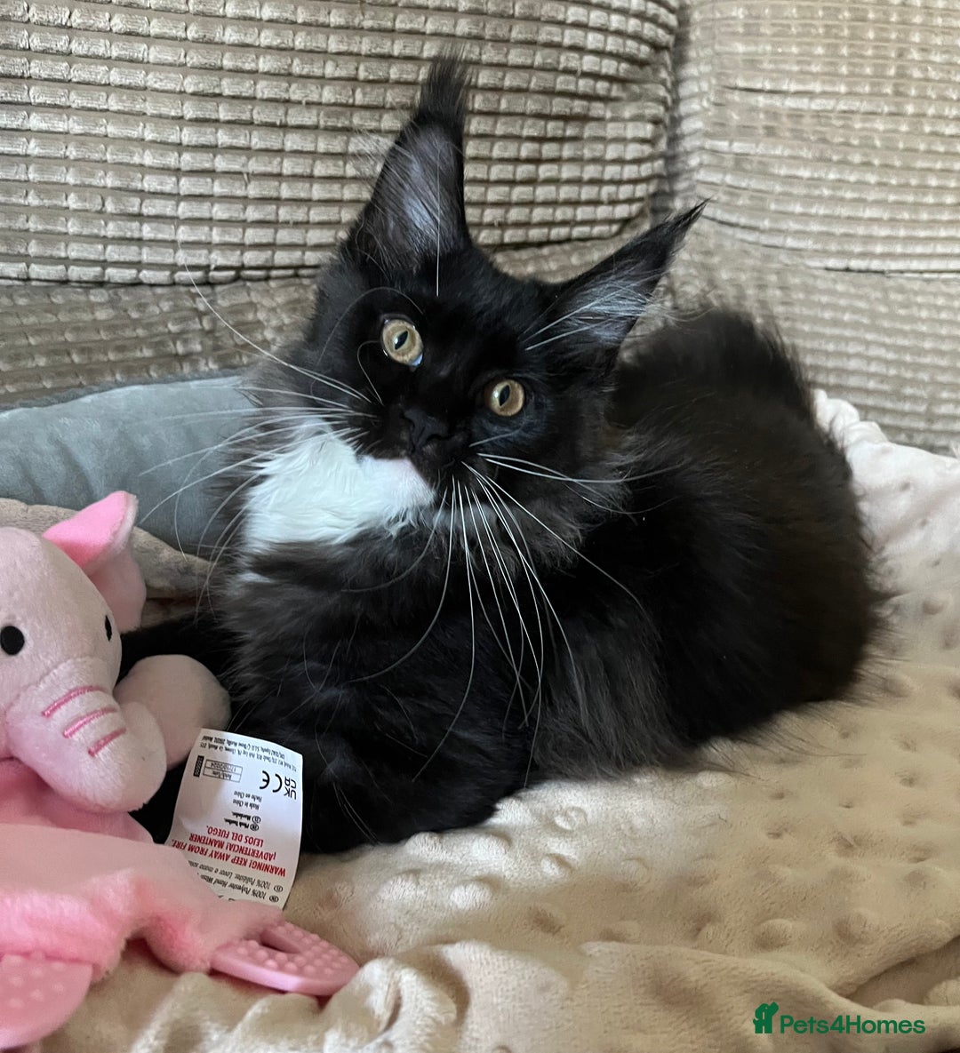 Maine Coon cats for sale: GCCF active / domestic Maine Coon  - Image 2