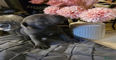 Staffordshire Bull Terrier dogs - Advert 1