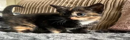 Mixed Breed cats for sale: Gorgeous kittens - Advert 3
