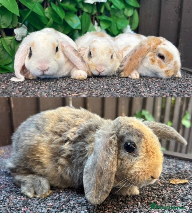 Mini Lop rabbits Mini Plush Lops. Hypoallergenic Fur. - Advert 11