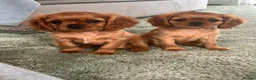 Cavalier King Charles Spaniel dogs for sale: Ruby Cavalier King Charles Spaniel Puppy’s  - Advert 5