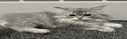 Persian cats for sale: Beautiful Persian kittens now ready to leave  - Advert 7