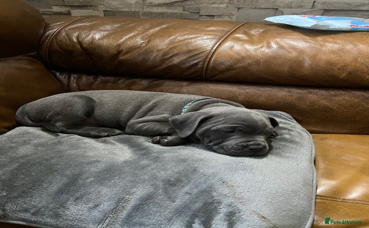 Staffordshire Bull Terrier dogs - Advert 1