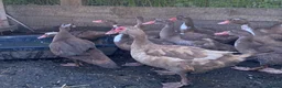 Ducks poultry for sale: Chocolate Muscovies  - Advert 2