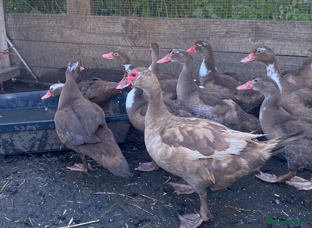 Ducks poultry for sale: Chocolate Muscovies  - Advert 2