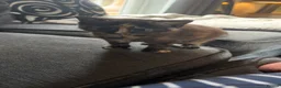 Mixed Breed cats for sale: 2x tortoiseshell kittens  - Advert 3