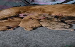 Cockapoo dogs for sale: F3b Merle Cockapoos - Image 2