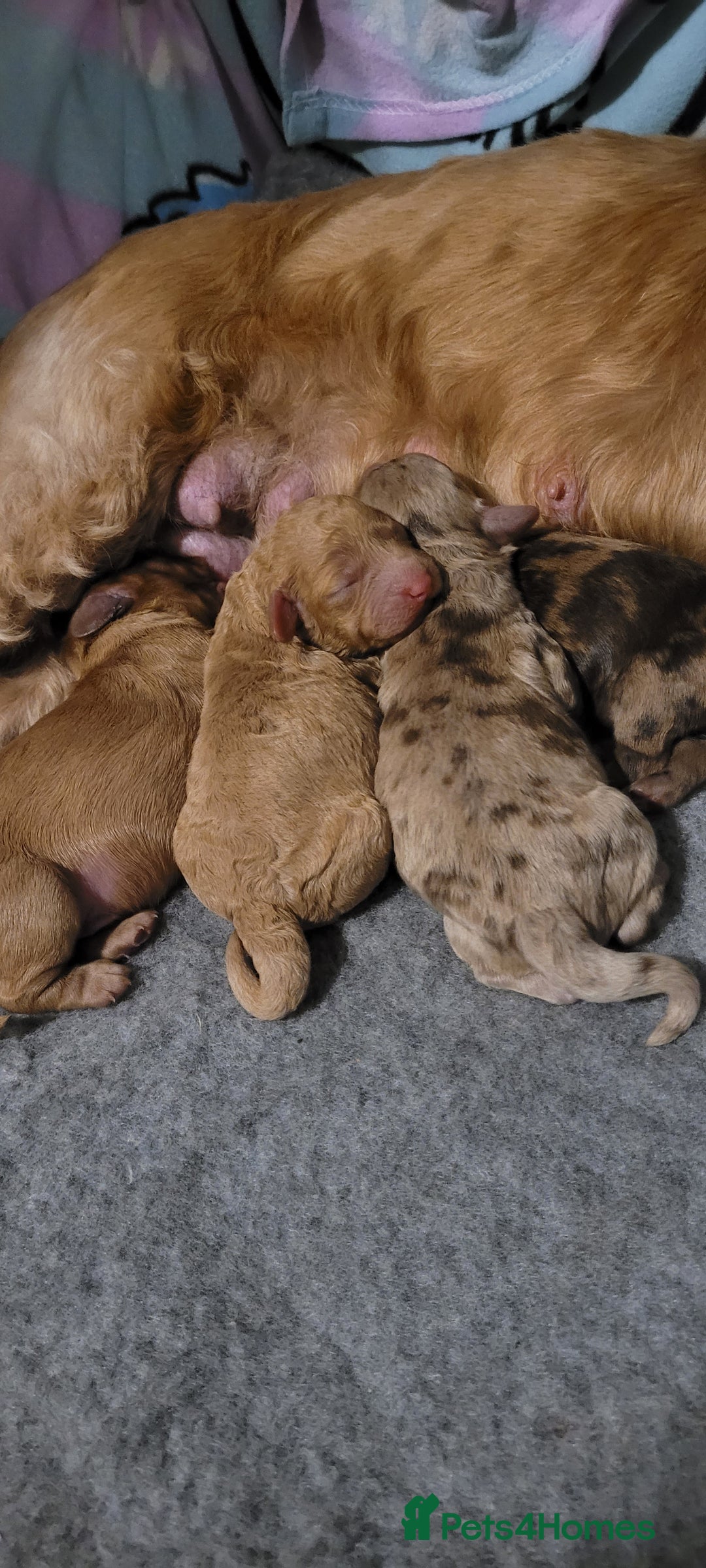 Cockapoo dogs for sale: F3b Merle Cockapoos - Image 2