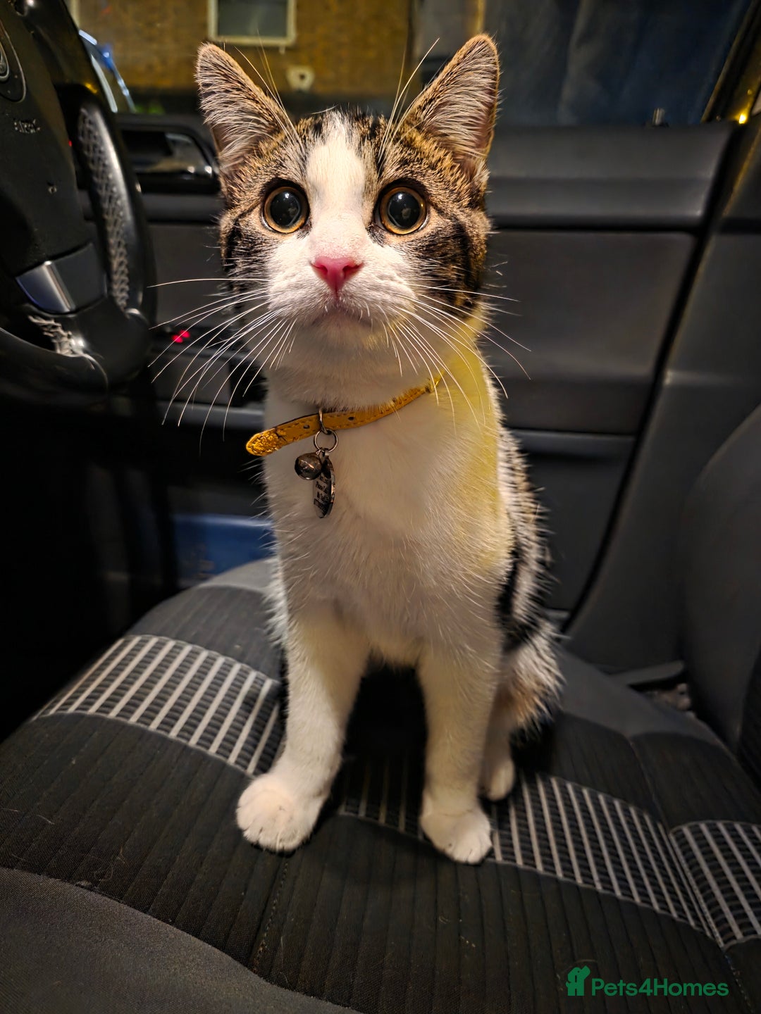 Domestic Shorthair cats for sale: 6 month Old Calico Shorthair looking for a home - Advert 5