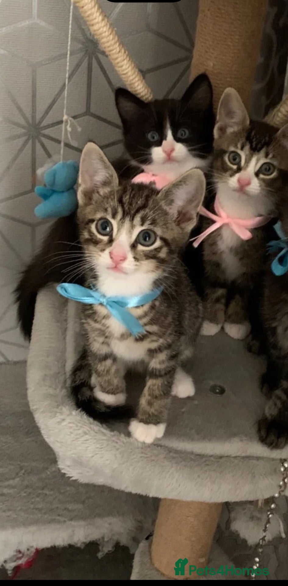 Mixed Breed cats for sale: British Longhair x Domestic shorthair kittens - Advert 2