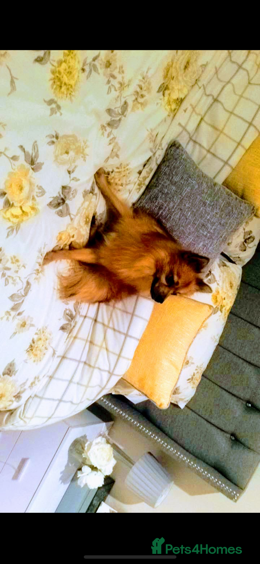 Mixed Breed dogs for sale: Our gorgeous German spitz Henry  - Image 12