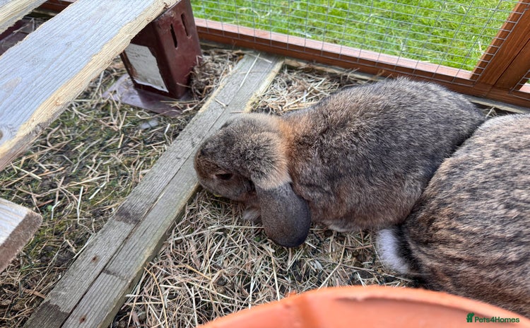 Mini Lion Lop rabbits - Advert 4