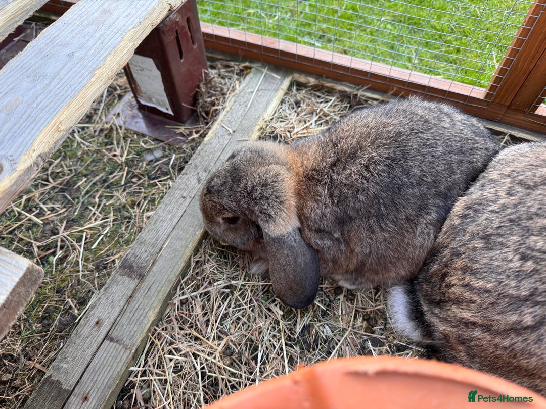 Mini Lion Lop rabbits for sale: Rabbits 1 male left  - Image 1