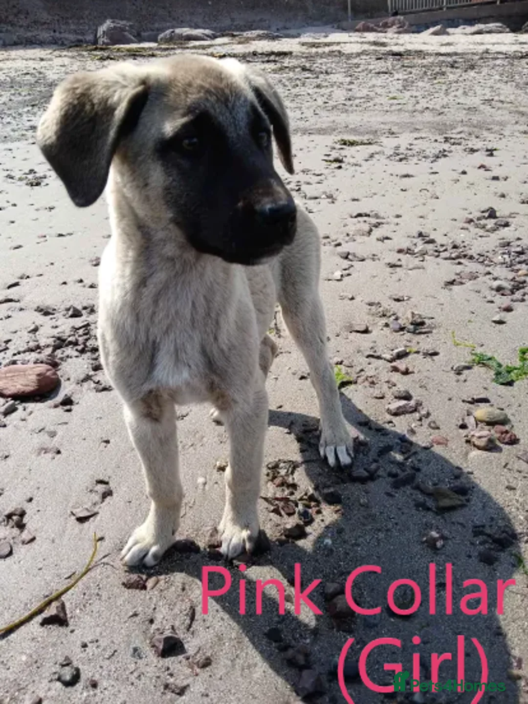 Turkish Kangal dogs for sale: TURKISH KANGAL PUPPIES! - Advert 2