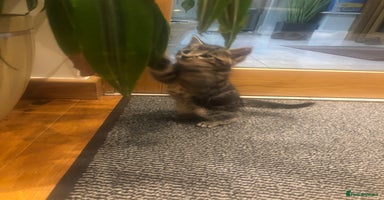 Mixed Breed cats - Advert 2