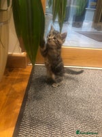 Mixed Breed cats - Advert 2