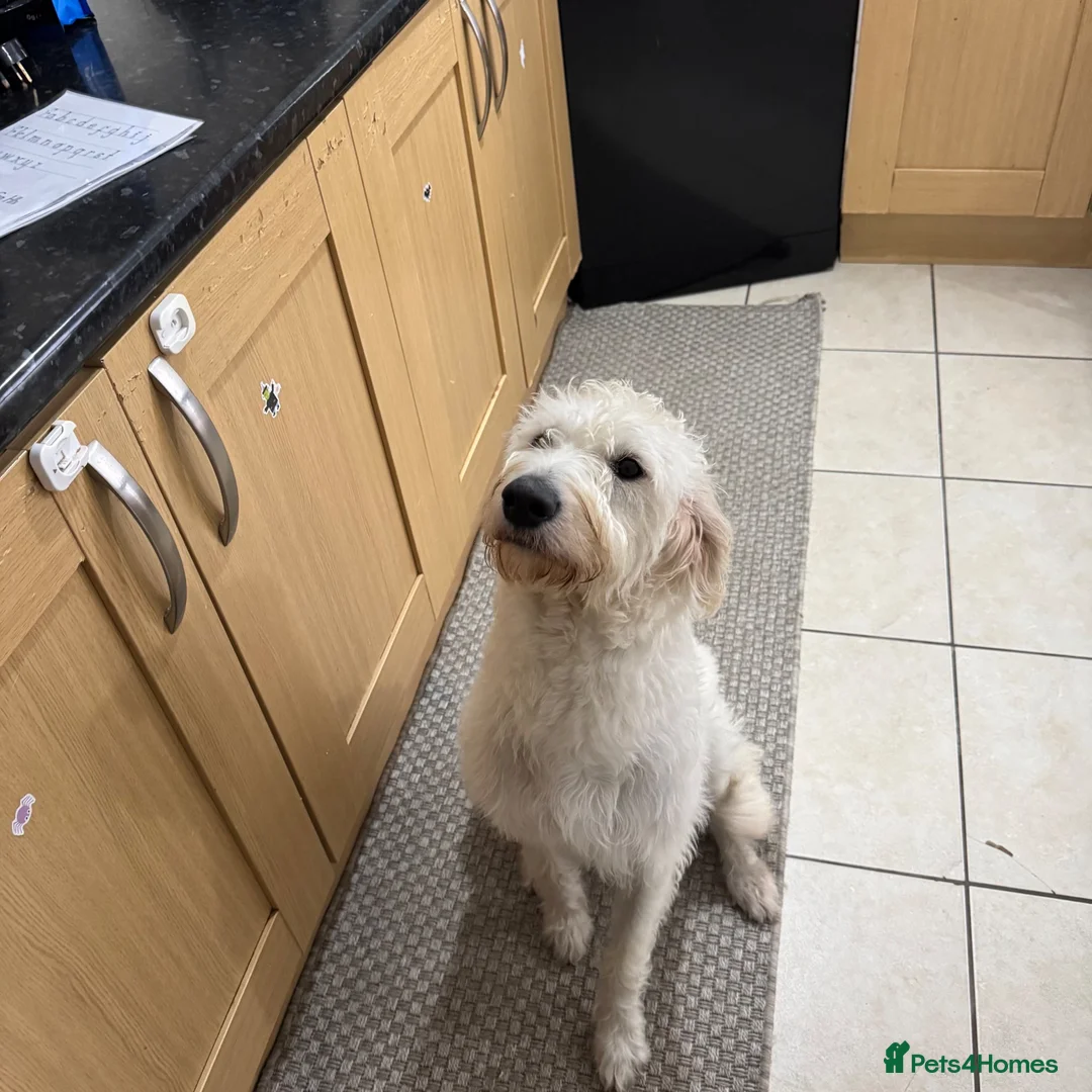 Mixed Breed dogs for sale: Jujuba  in Oldbury - Advert 2
