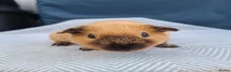 Guinea Pig rodents for sale: A pair of Beautiful Cali Guinea Pig Brothers - Advert 10