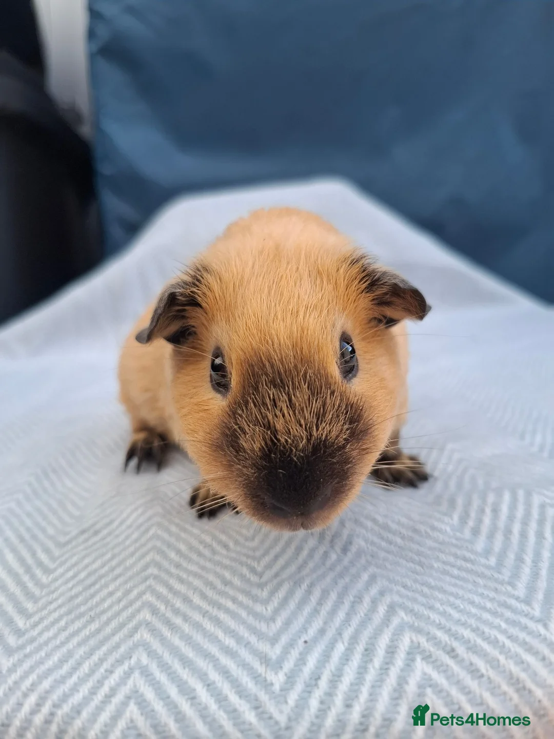 Guinea Pig rodents for sale: A pair of Beautiful Cali Guinea Pig Brothers - Advert 10