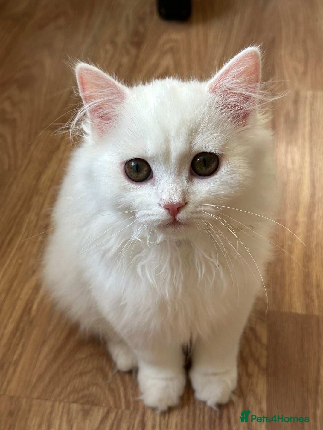 British Shorthair cats for sale: Gorgeous British Longhair & Shorthair Kittens - Advert 23