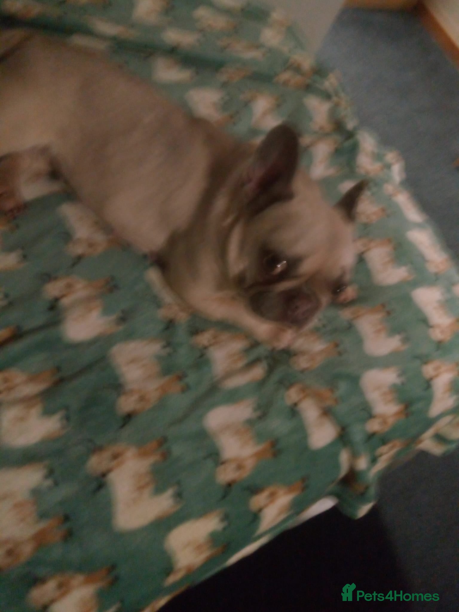 French Bulldog dogs Ruby  - Advert 1