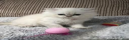 British Longhair cats for sale: 5 British longhairs for sale in London - Advert 11