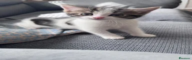 Domestic Shorthair 1