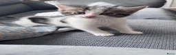 Domestic Shorthair cats for sale: Female kitten - Advert 7