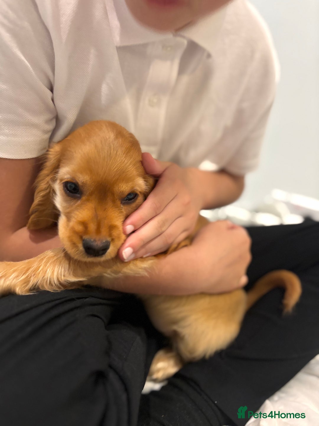 Cocker Spaniel dogs for sale: Kc show cocker spaniel girl puppy  - Image 2