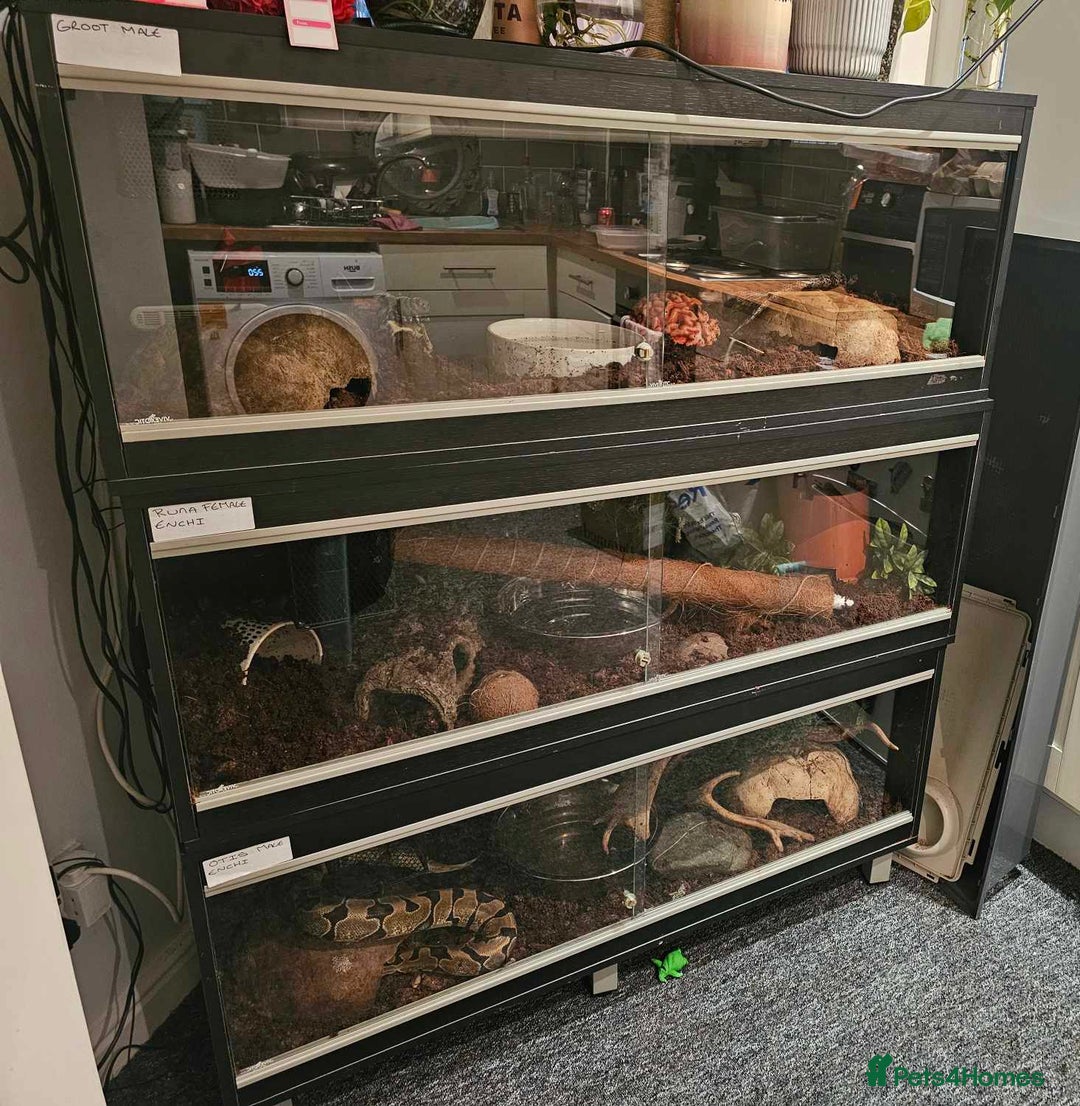 Python Snake reptiles for sale: Female Enchi Ball Python with Full Setup - Image 6