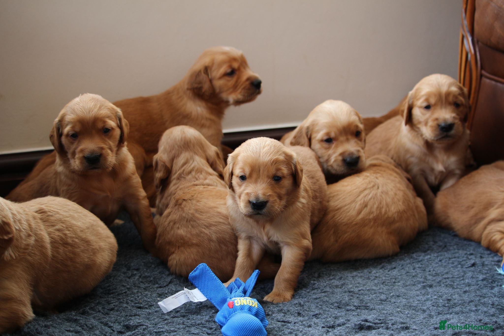 Golden Retriever dogs Dark Red KC Registered Working Golden Retrievers - Advert 9