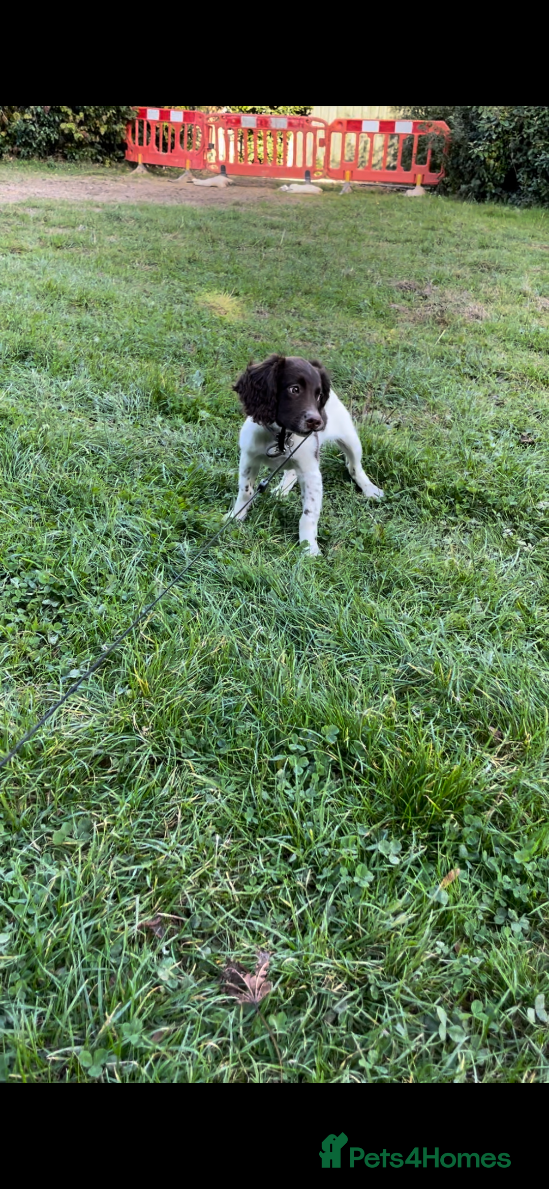 English Springer Spaniel dogs for sale: Liver & White Springer spaniel, Male, 18 months - Advert 4