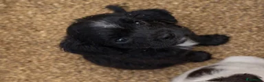 Cocker Spaniel 5