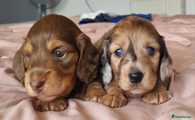 Miniature Dachshund dogs - Advert 9