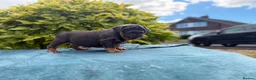 English Bulldog dogs for sale: Ready to leave ENGLISH BULLDOG PUPPIES  - Advert 24