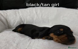 Miniature Dachshund dogs for sale: Beautiful Litter of Miniture Dachshunds  - Advert 10