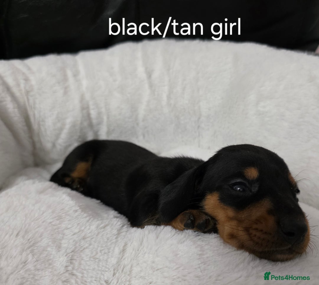 Miniature Dachshund dogs for sale: Beautiful Litter of Miniture Dachshunds  - Advert 10