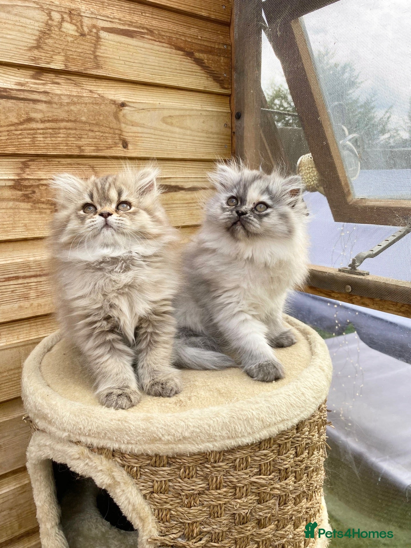 Persian cats BEAUTIFUL DOLL FACE FULL PERSIAN LONG HAIR KITTEN - Advert 1