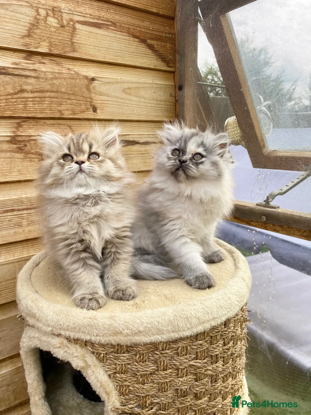 Persian cats for sale: BEAUTIFUL DOLL FACE FULL PERSIAN LONG HAIR KITTEN - Advert 1