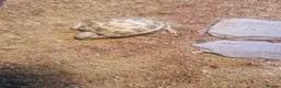 Tortoise reptiles for sale: Horsefield tortoise baby - Advert 5