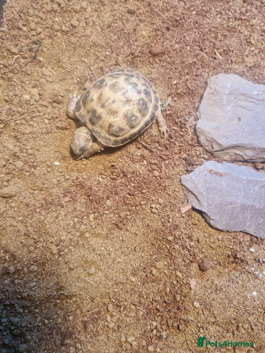 Tortoise reptiles for sale: Horsefield tortoise baby - Advert 5