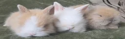 Lionhead rabbits for sale: Lionhead bunnys for sale - Advert 8