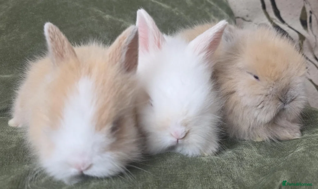 Lionhead rabbits for sale: Lionhead bunnys for sale - Advert 8