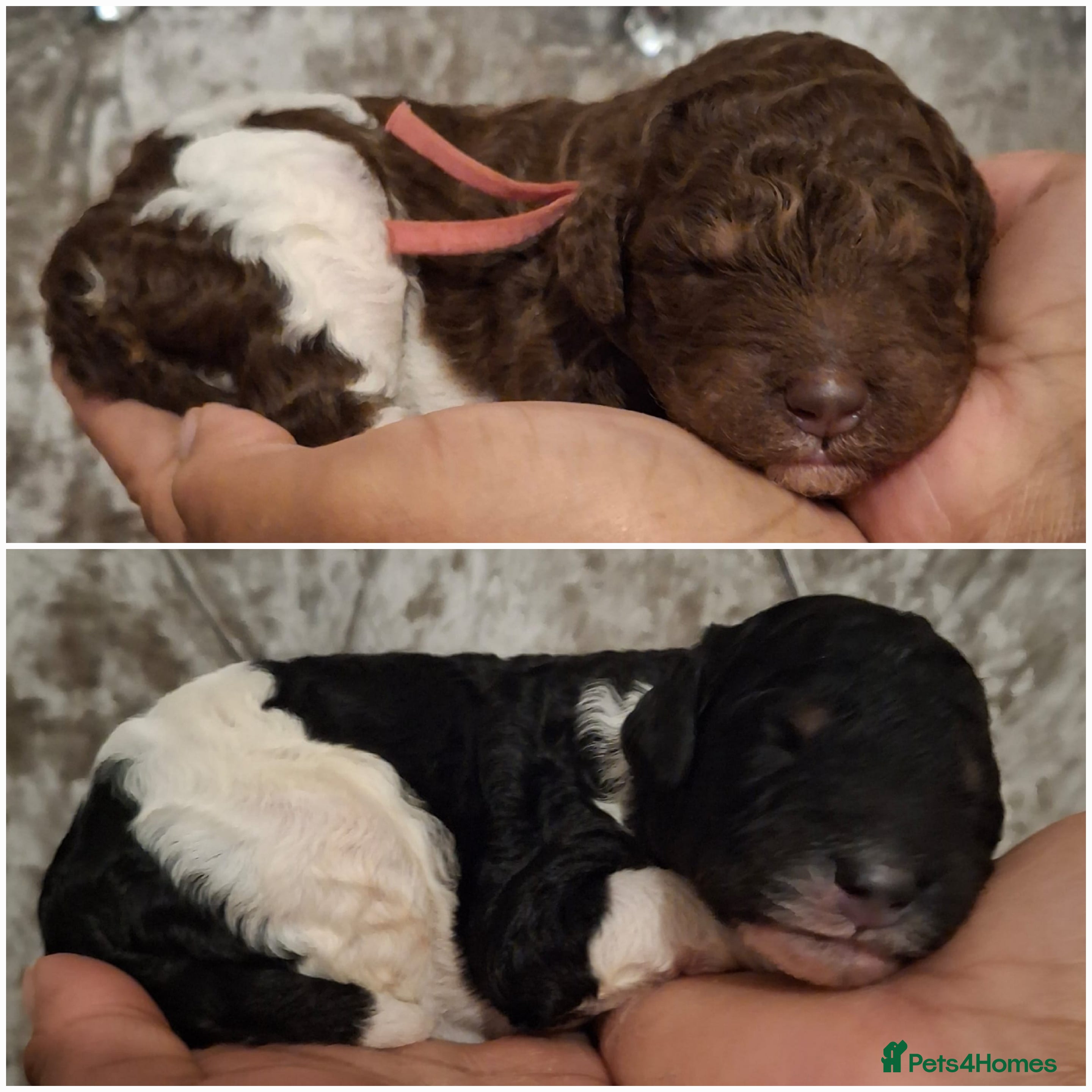 Standard Poodle dogs Beautiful KC registered parti tris - Advert 1