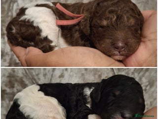 Standard Poodle dogs Beautiful KC registered parti tris - Advert 1