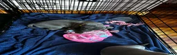 Staffordshire Bull Terrier dogs for sale: Blue Staffordshire bull terrier pups - Advert 7