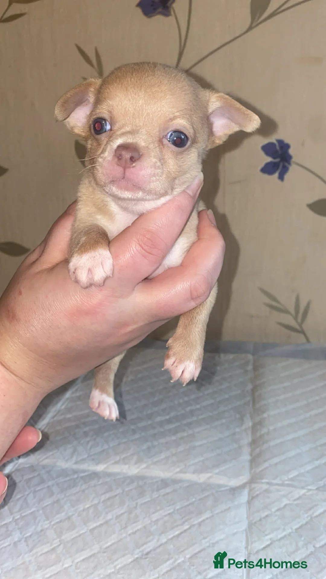 Chihuahua dogs for sale: chihuahua puppis for sale  - Advert 20