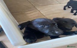 Labrador Retriever dogs for sale: 3 black labrador puppies  - Image 21