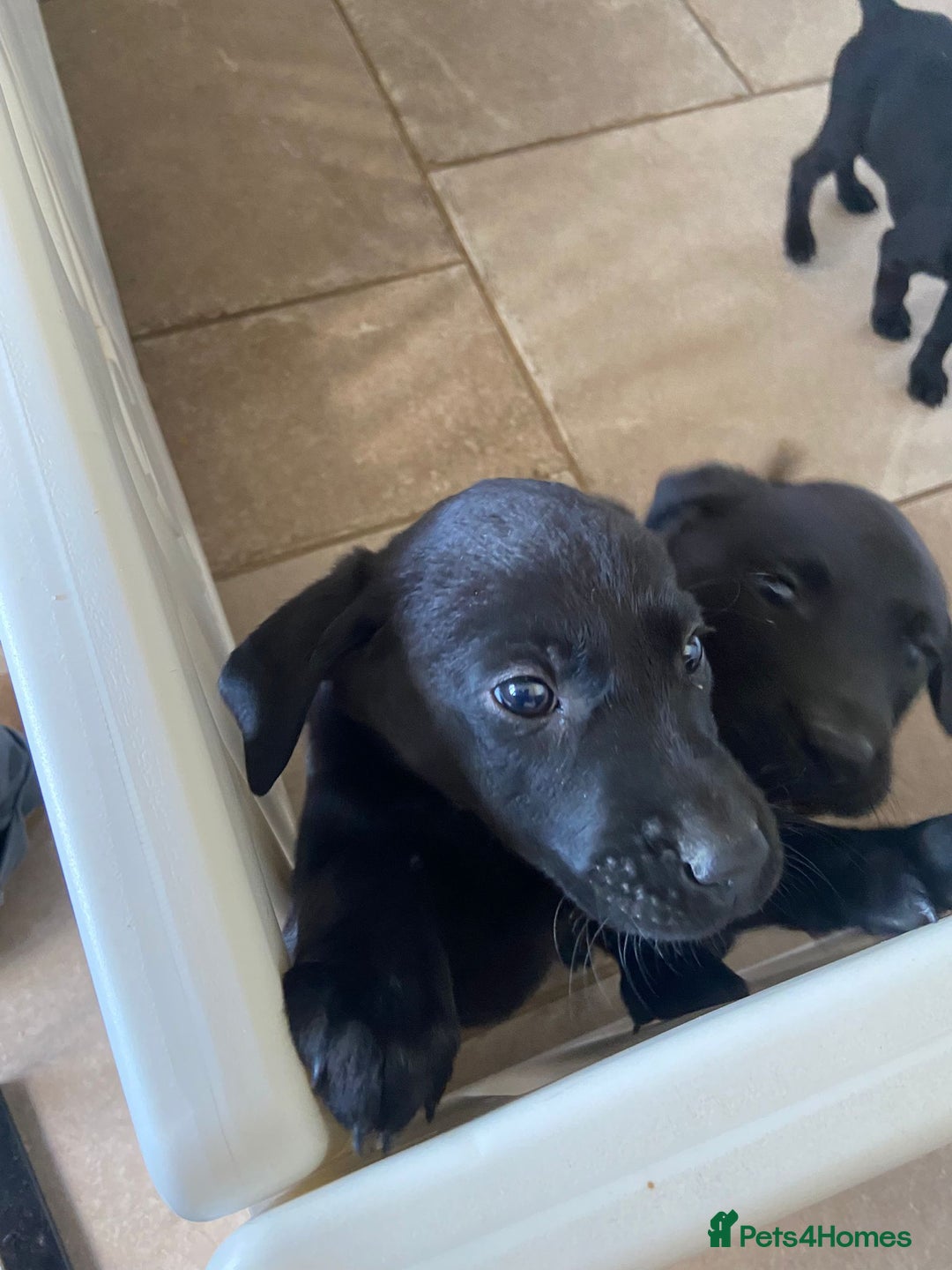 Labrador Retriever dogs for sale: 3 black labrador puppies  - Image 21